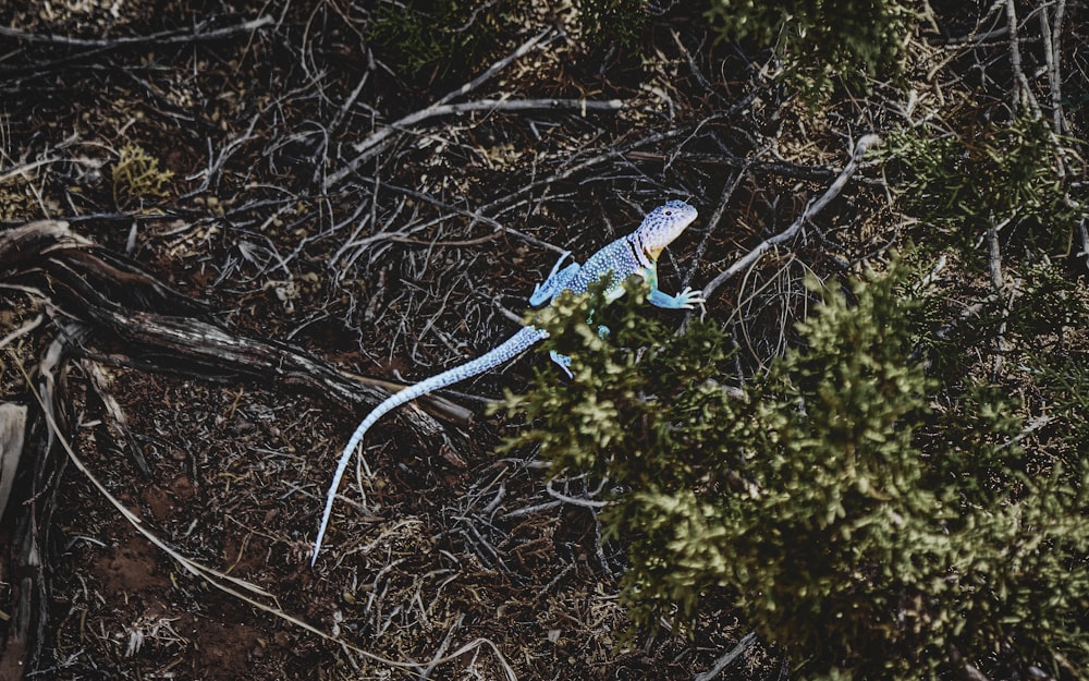 a blue and white snake on a branch in the woods