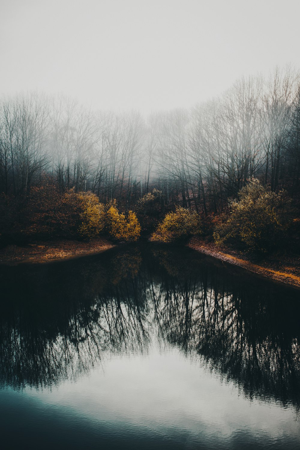 a body of water with trees around it