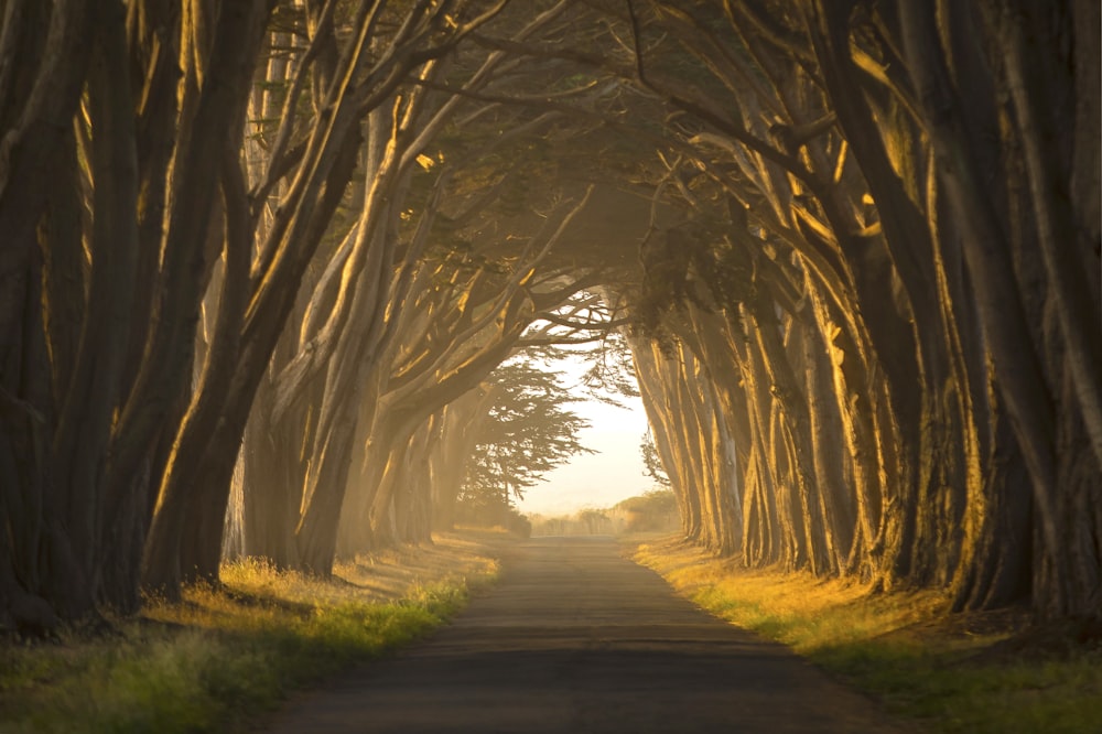 a road with trees on either side