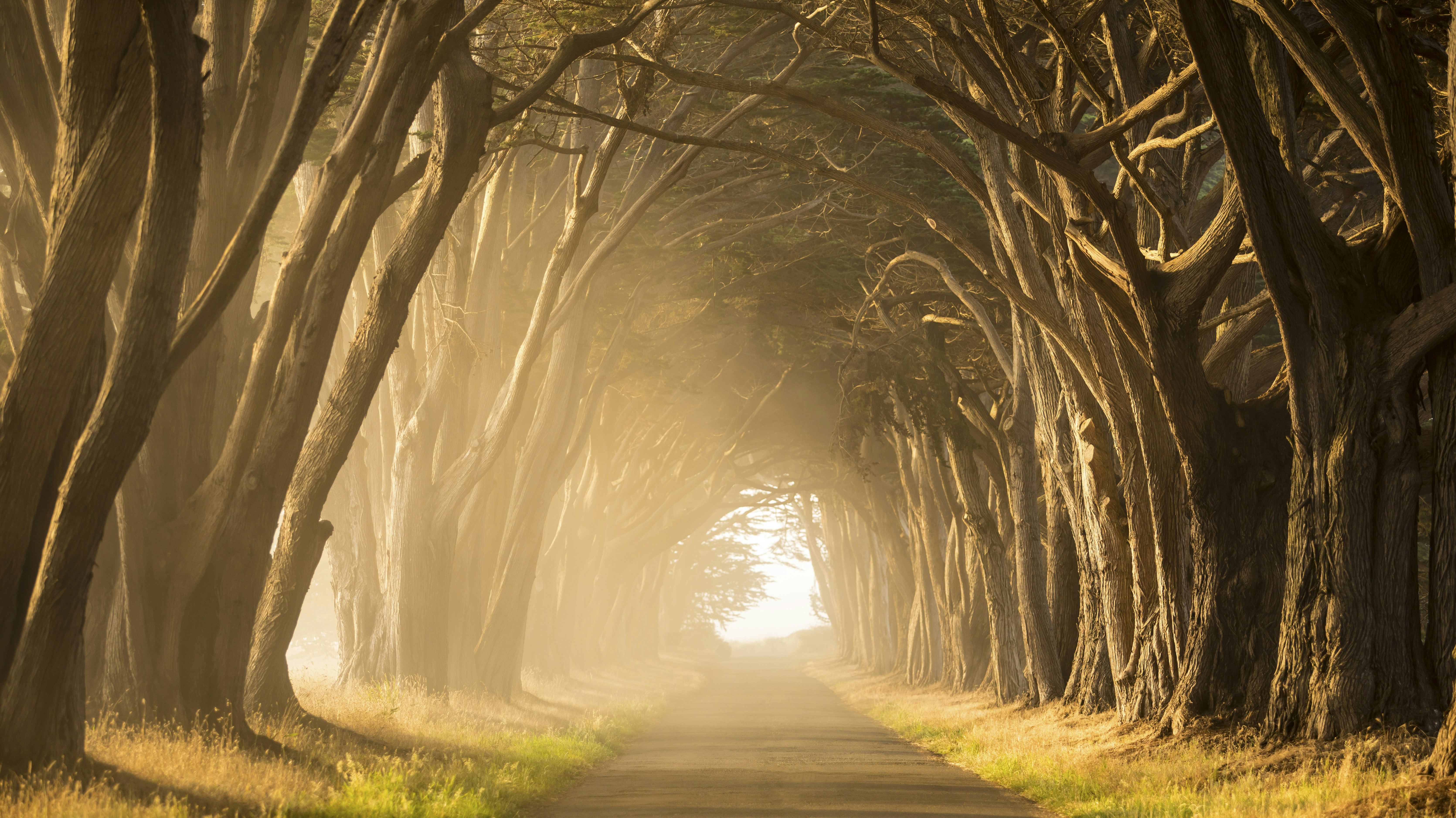 a road with trees on either side