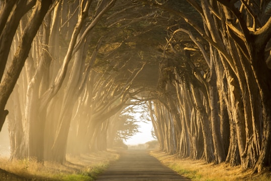 a road with trees on either side representing a shamanic spiritual journey