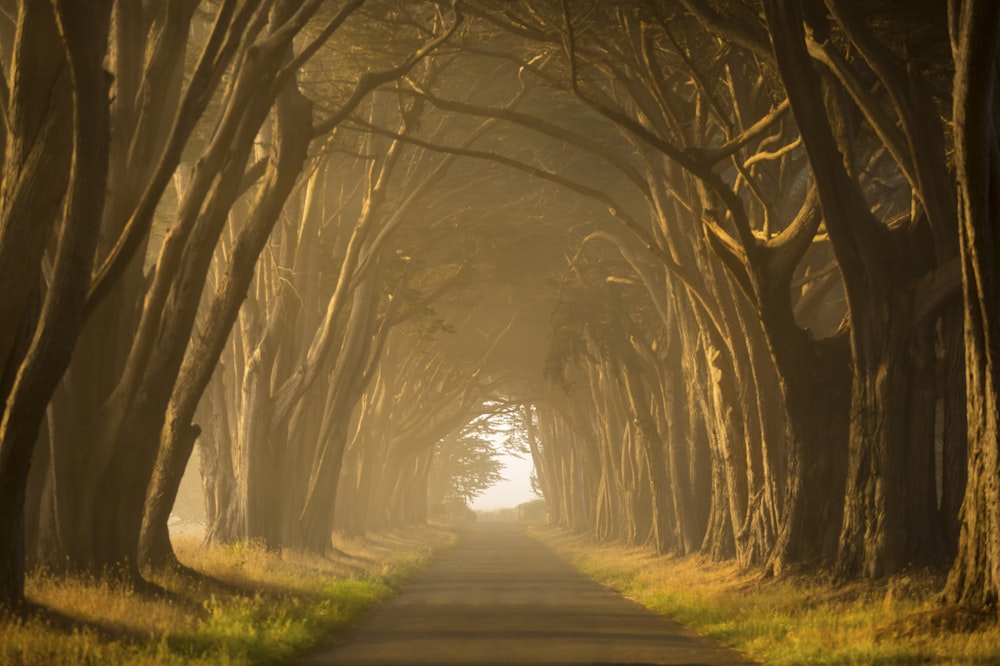 a road with trees on either side