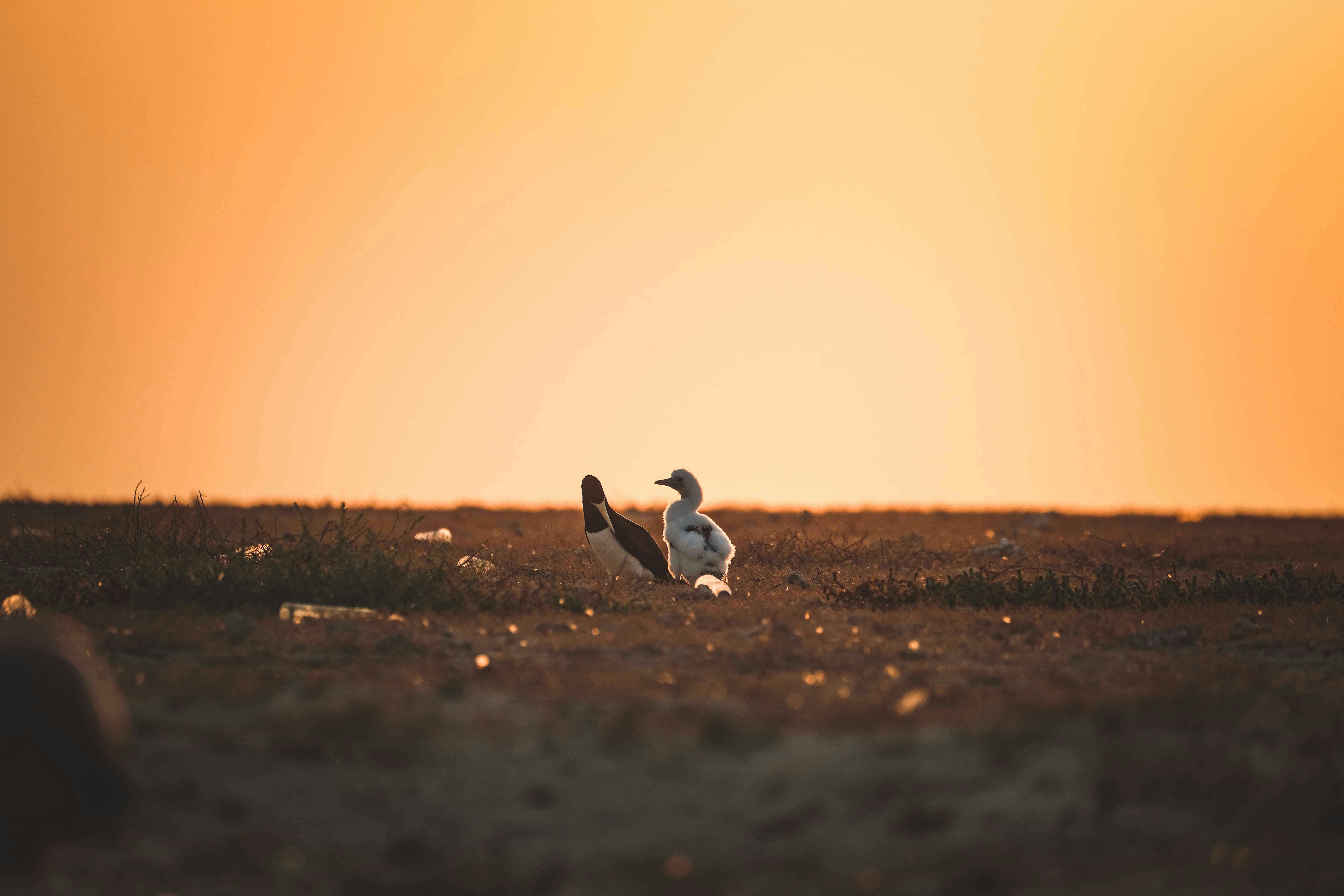 Photo by francesco_ungaro