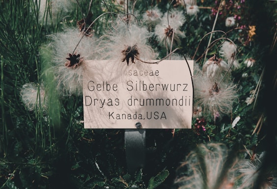 A tag indicating the name and origin of a plant is surrounded by fluffy seed pods. The text on the label includes 'Gelbe Silberwurz' and 'Kanada, USA'. The background consists of greenery and flower stems.