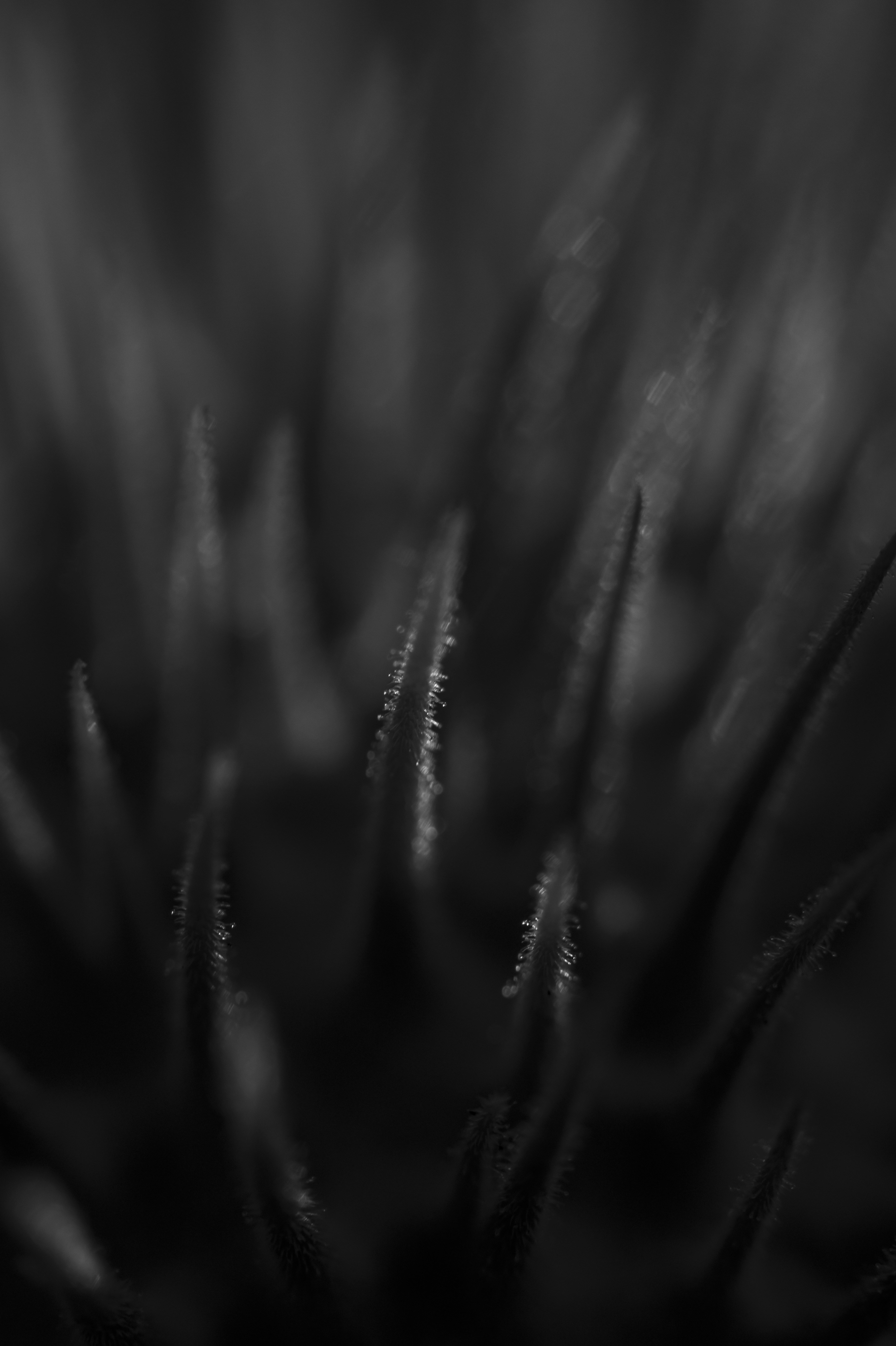 Photo by leo_visions_