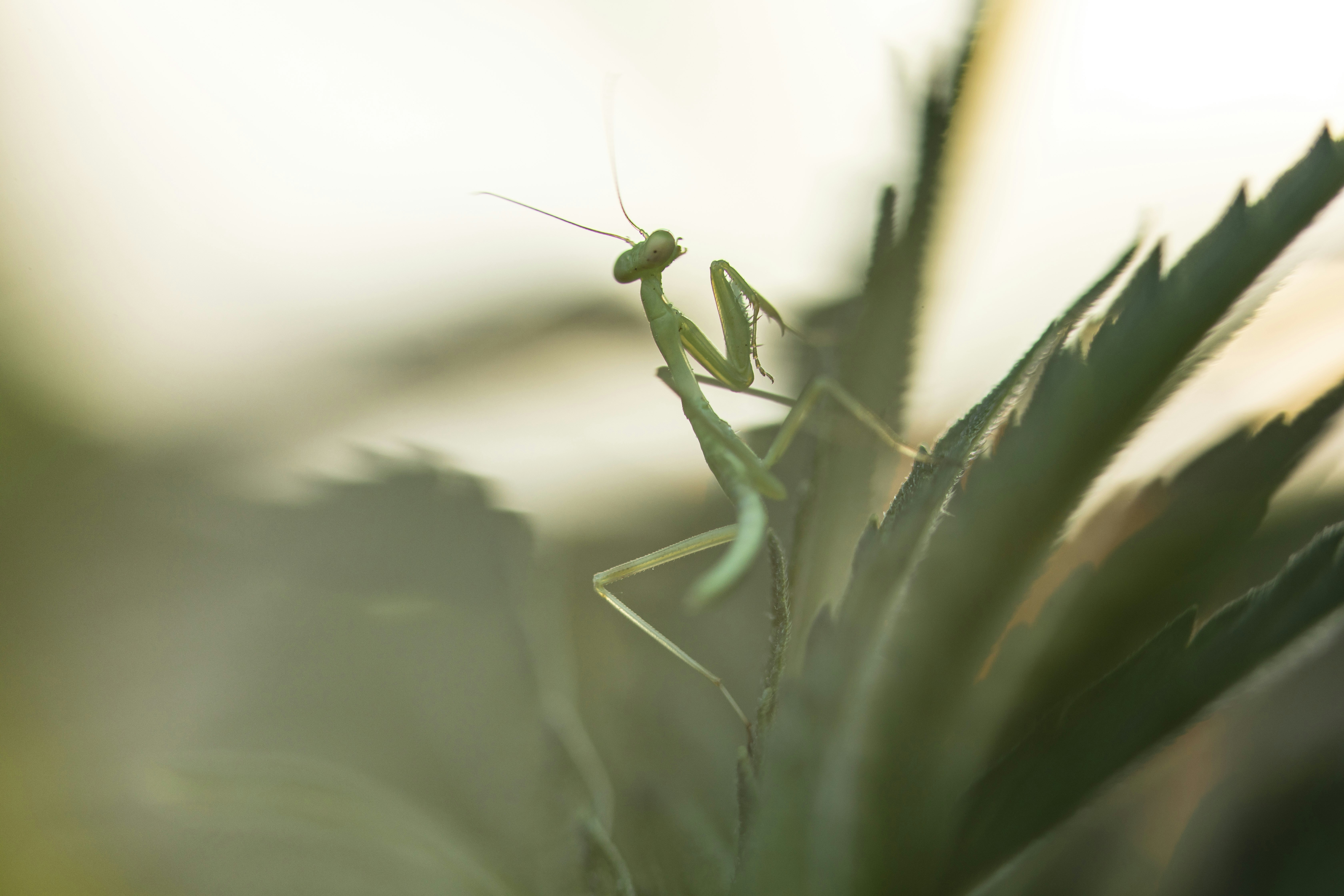 Photo by leo_visions_