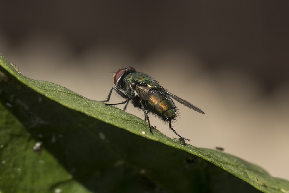 Ein Käfer auf einem Blatt
