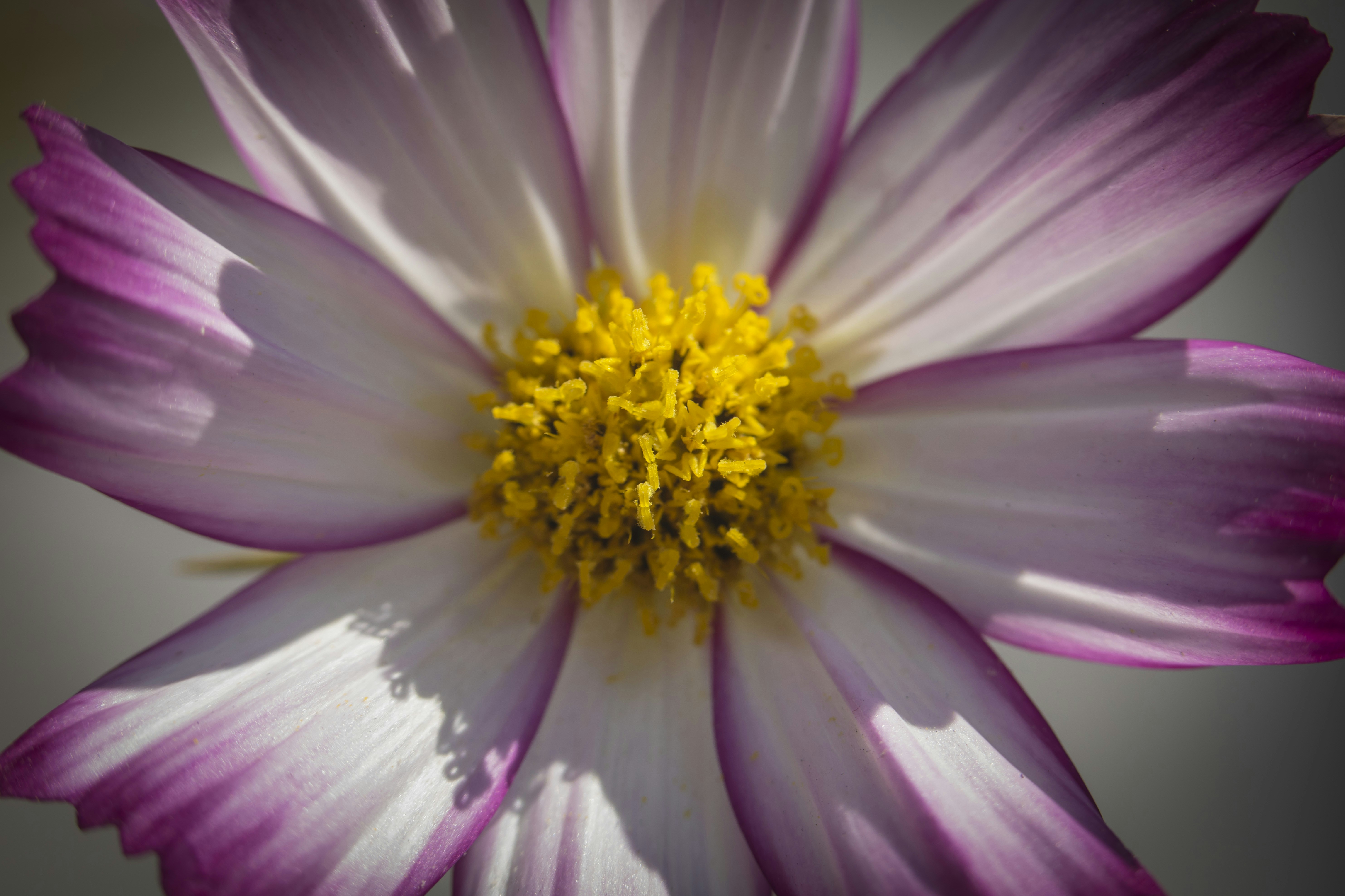 Photo by leo_visions_