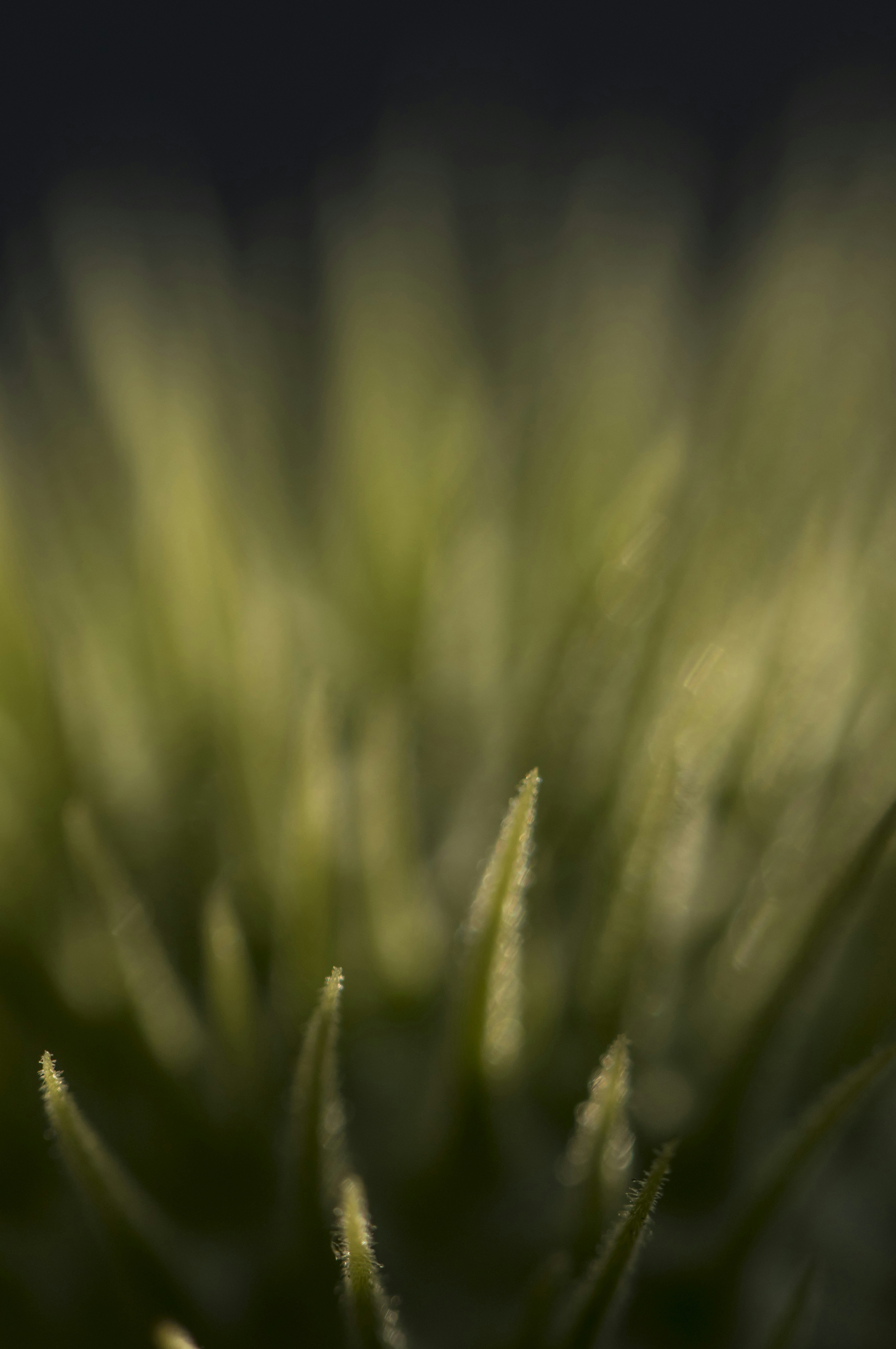 Photo by leo_visions_