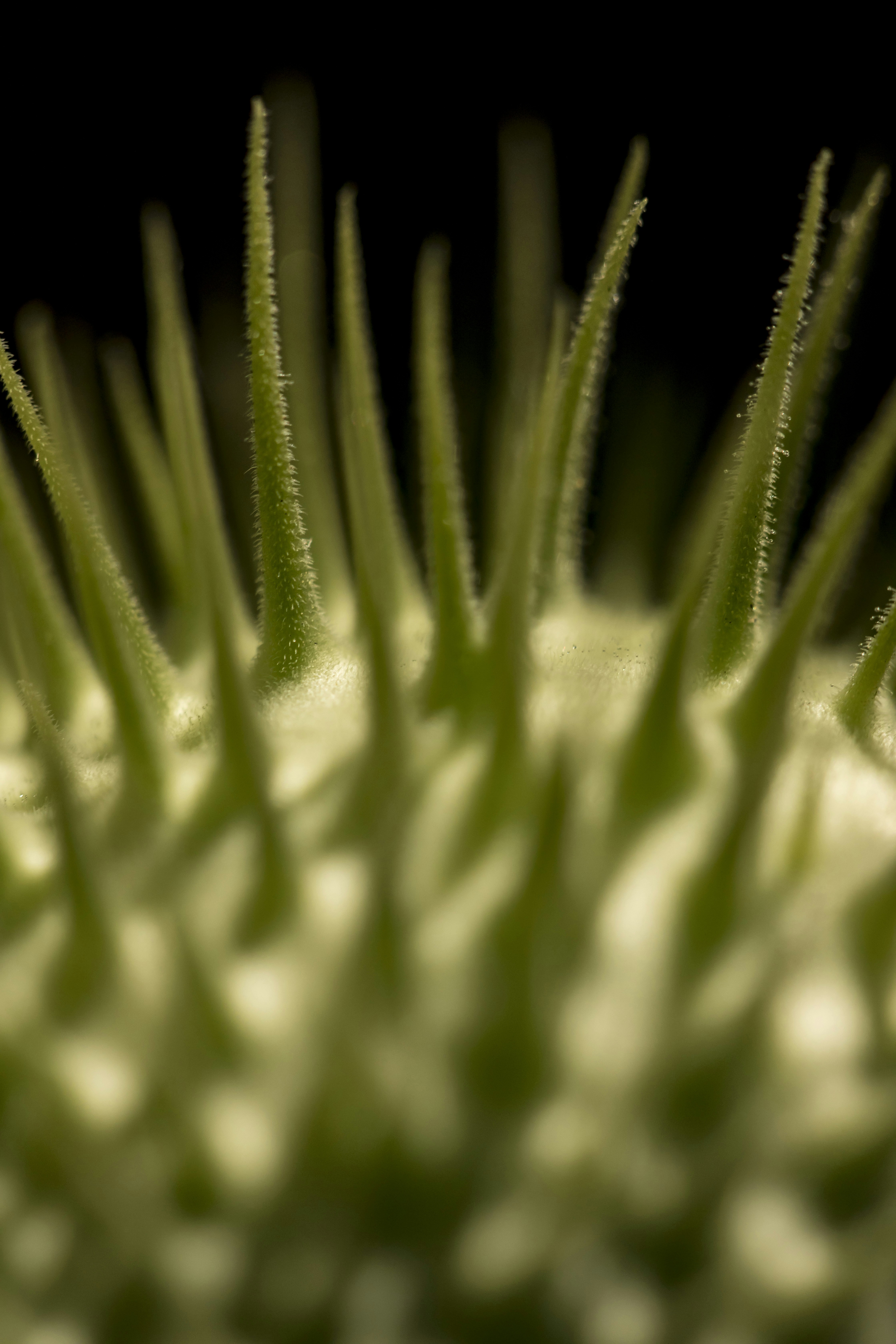 Button cactus showcasing its unique spines and vibrant green color