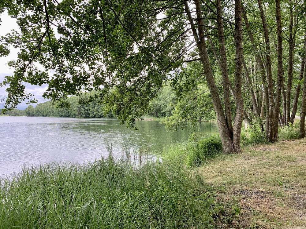 a body of water surrounded by trees