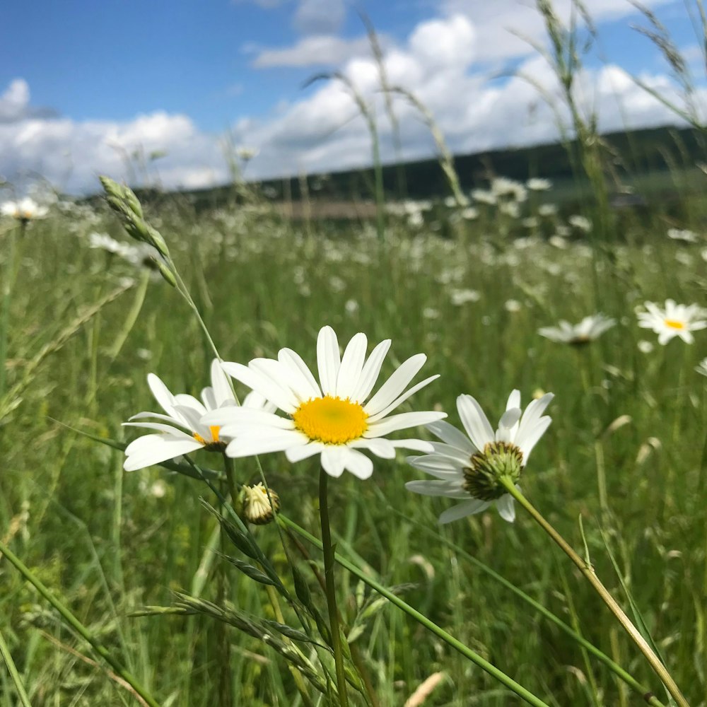 a field of white flowers