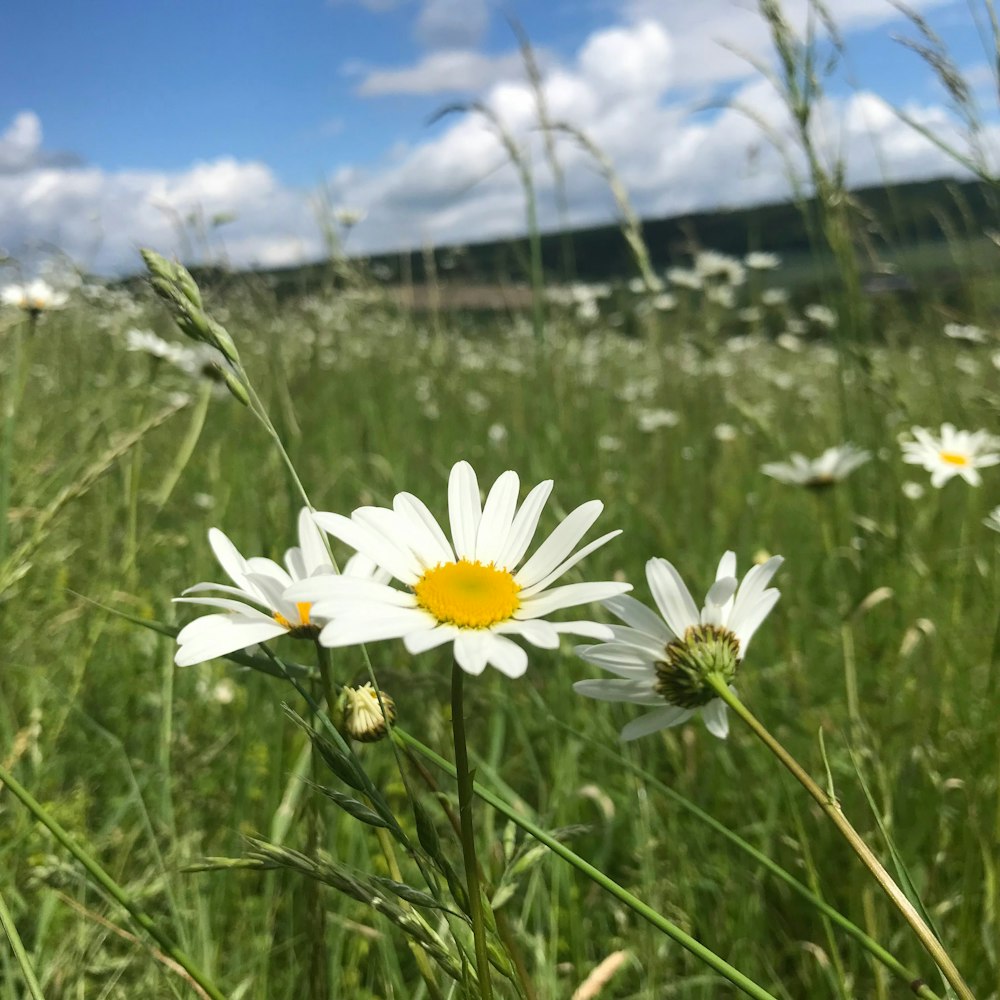 Un campo de flores blancas