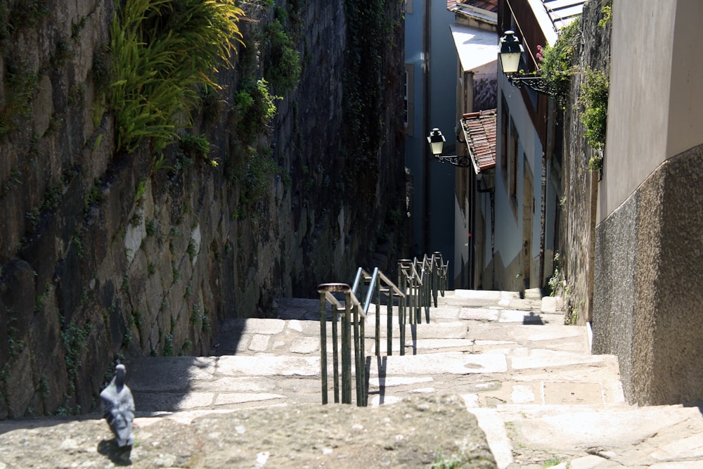 a cat sitting on a stone walkway