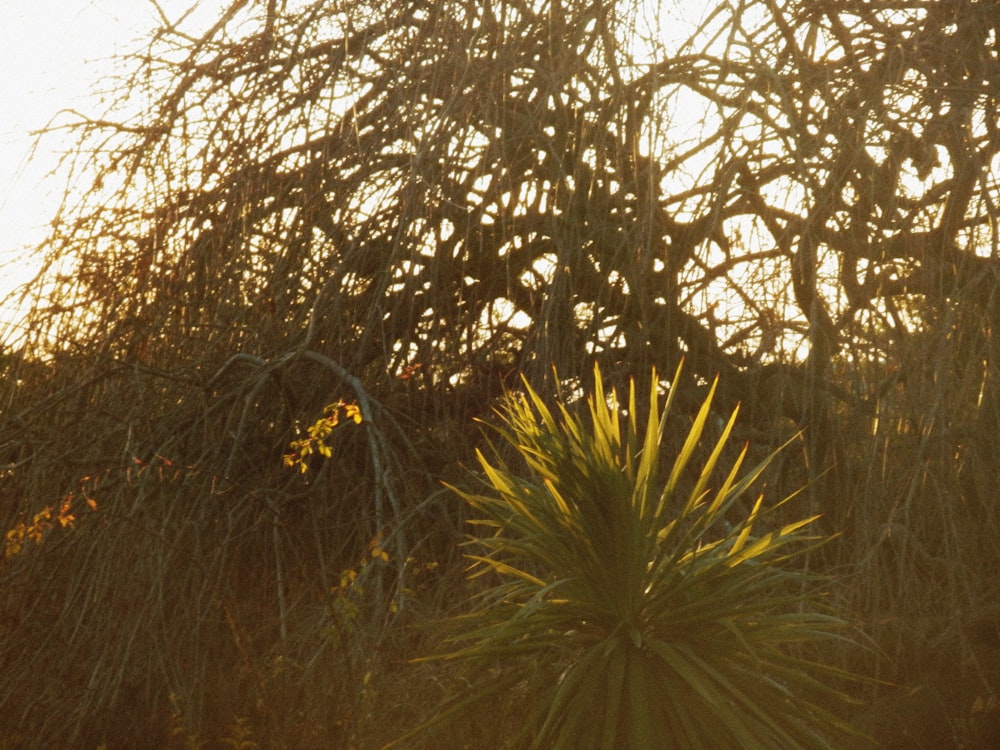 a close-up of some plants