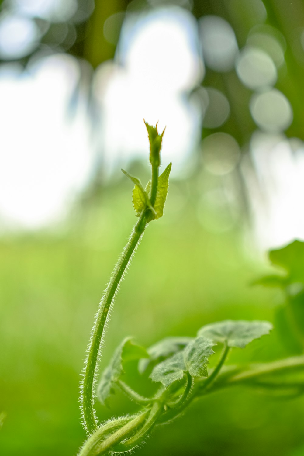 a close up of a green plant