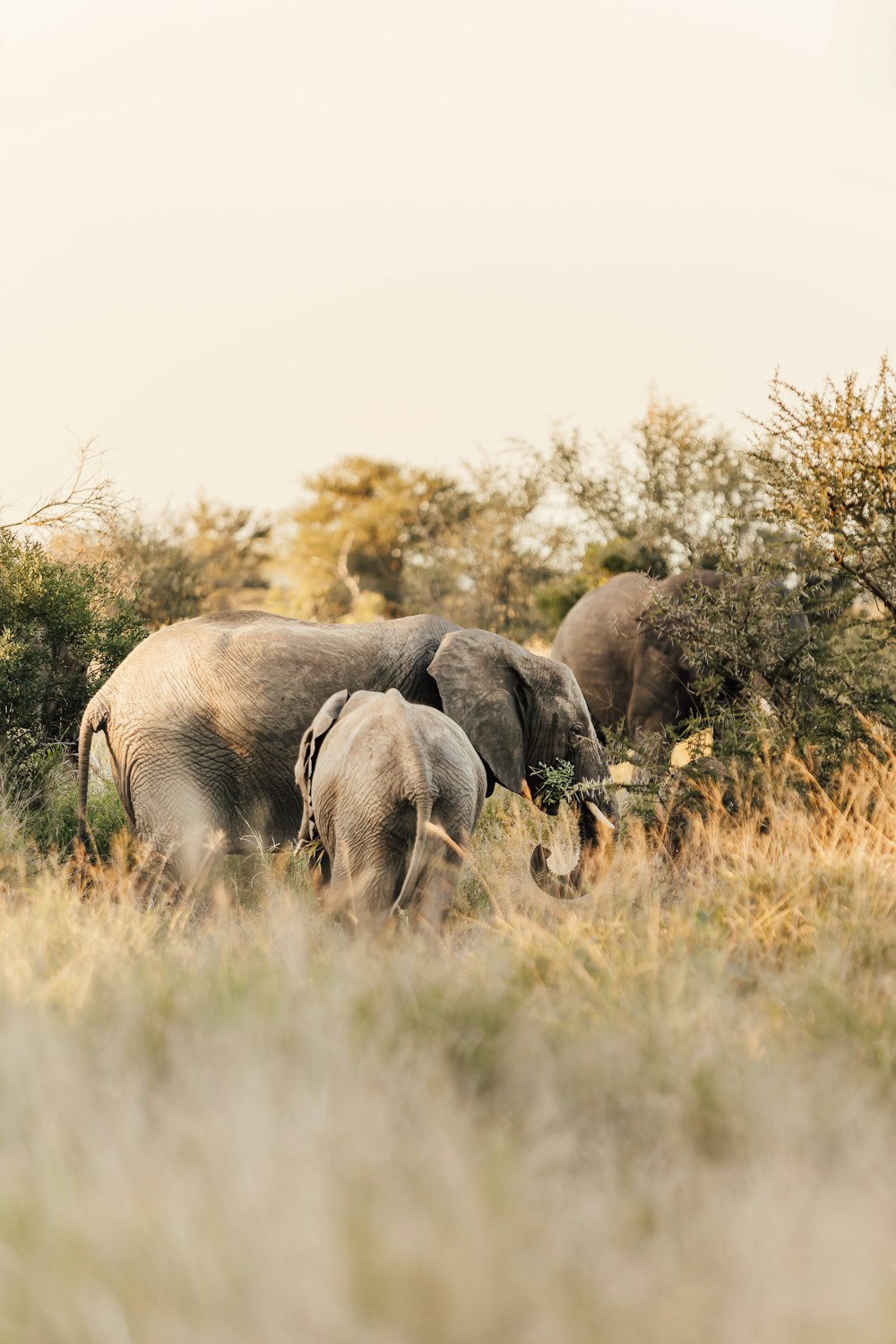 a herd of elephants in a grassland