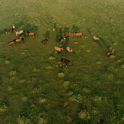 a group of animals in a field
