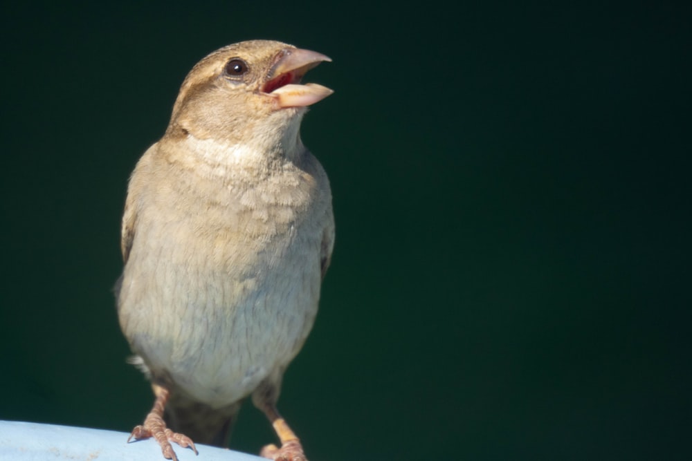 a bird with a long beak