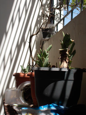 Sunlight filtering through a window onto a collection of potted succulents.