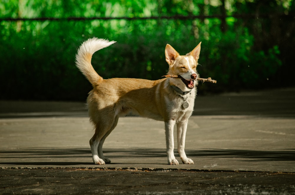 a dog holding a stick