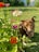 A brown dog with a collar is standing on a well-maintained grassy lawn next to a plant bearing vibrant flowers in shades of red, white, purple, and orange. The background shows a lush garden with green plants and a white fence.