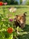 A brown dog with a collar is standing on a well-maintained grassy lawn next to a plant bearing vibrant flowers in shades of red, white, purple, and orange. The background shows a lush garden with green plants and a white fence.