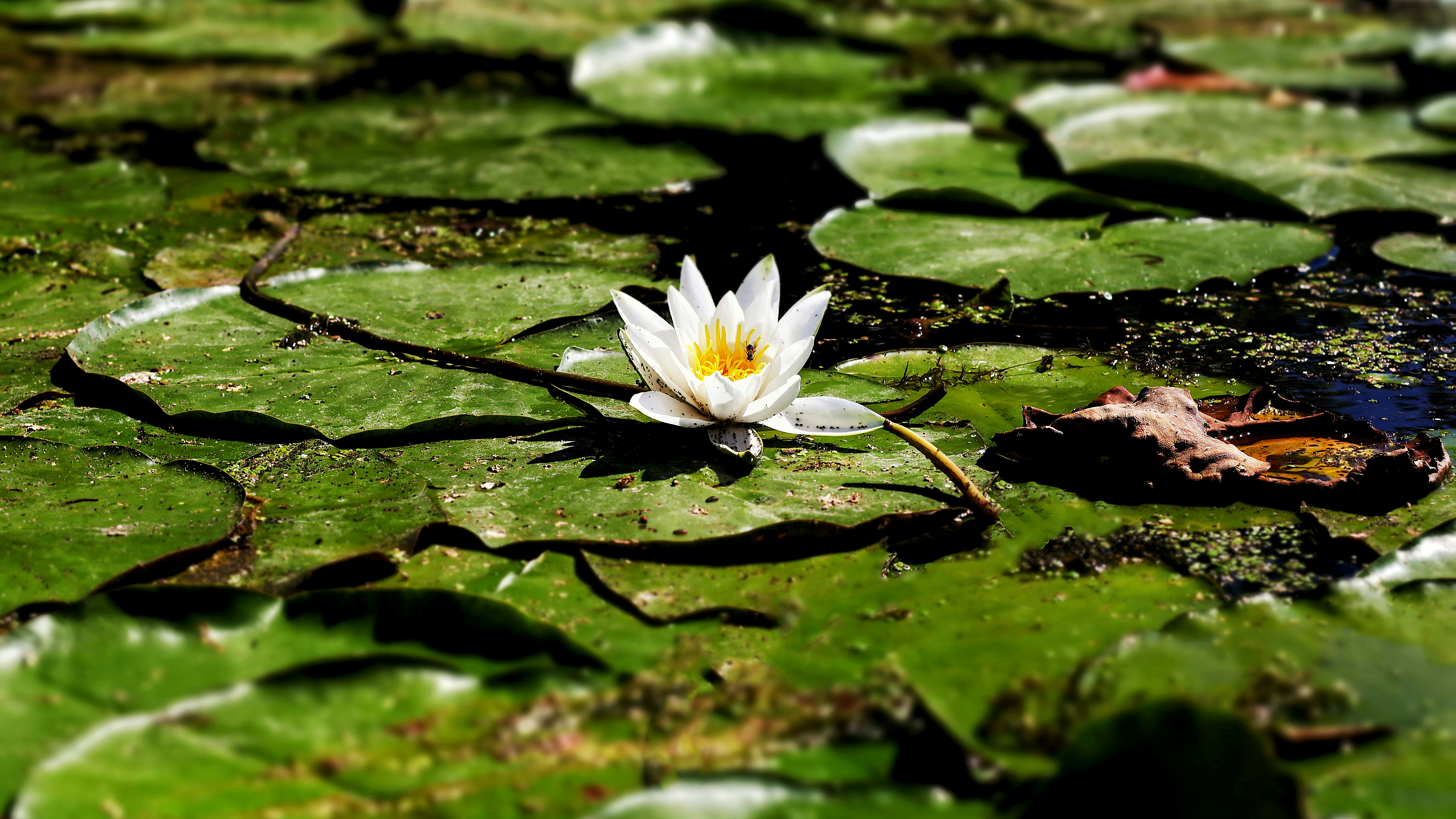 una flor blanca sobre una superficie verde