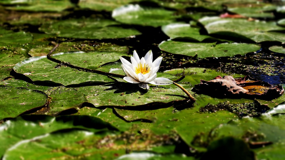une fleur blanche sur une surface verte