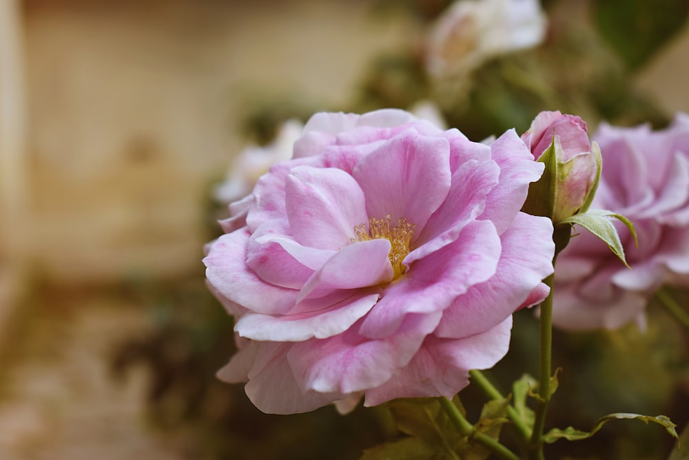 a close up of a flower