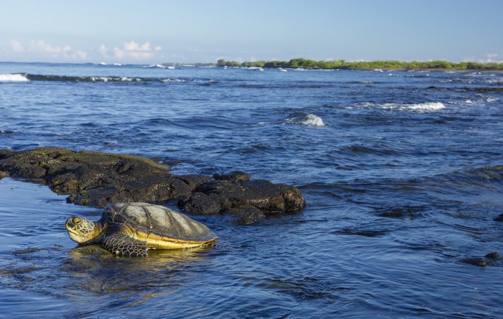 una tortuga en una roca en el agua