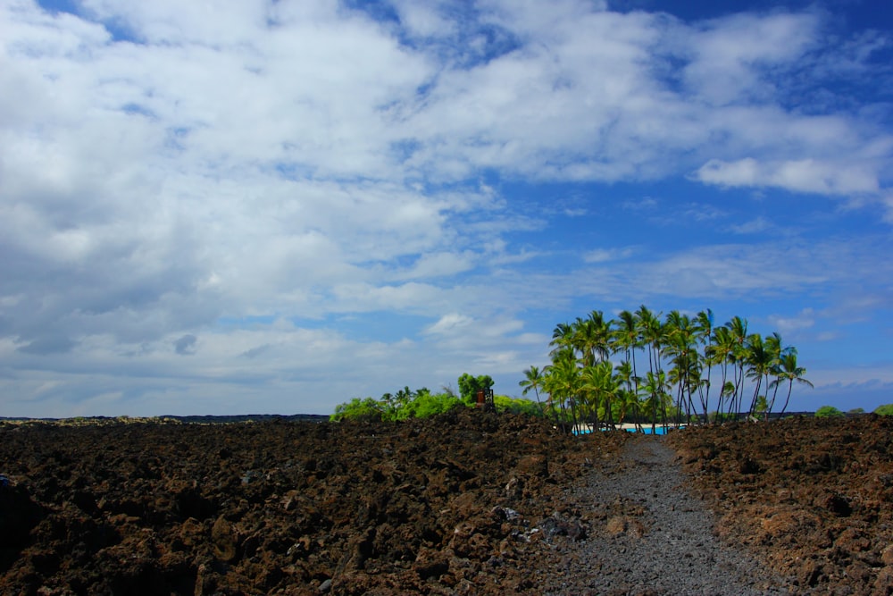 a rocky area with trees in the background