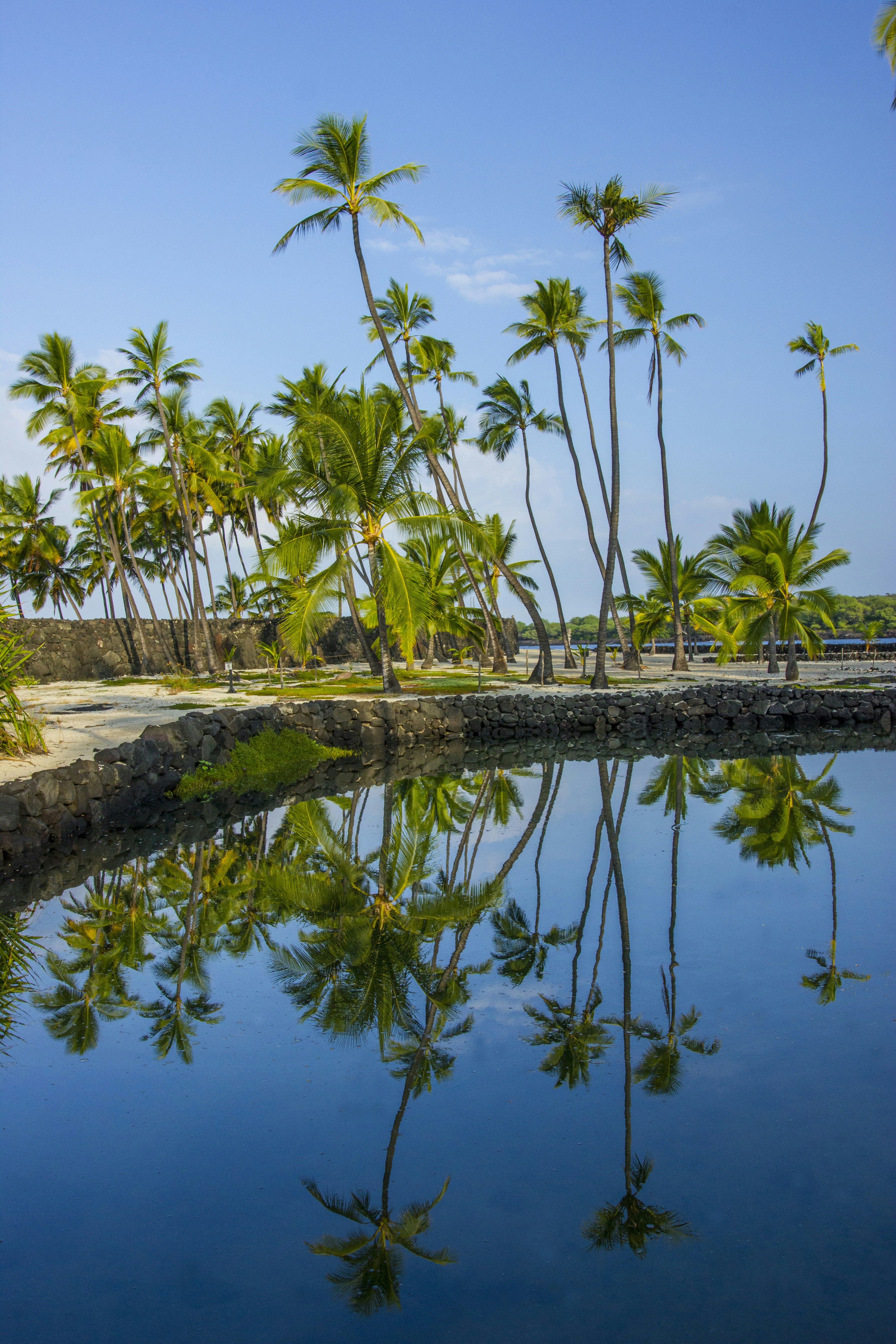 Palm Trees And Fish Hawaii Underwater