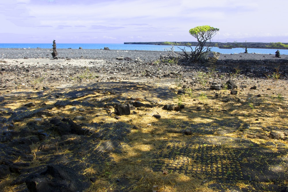 a tree on a rocky beach