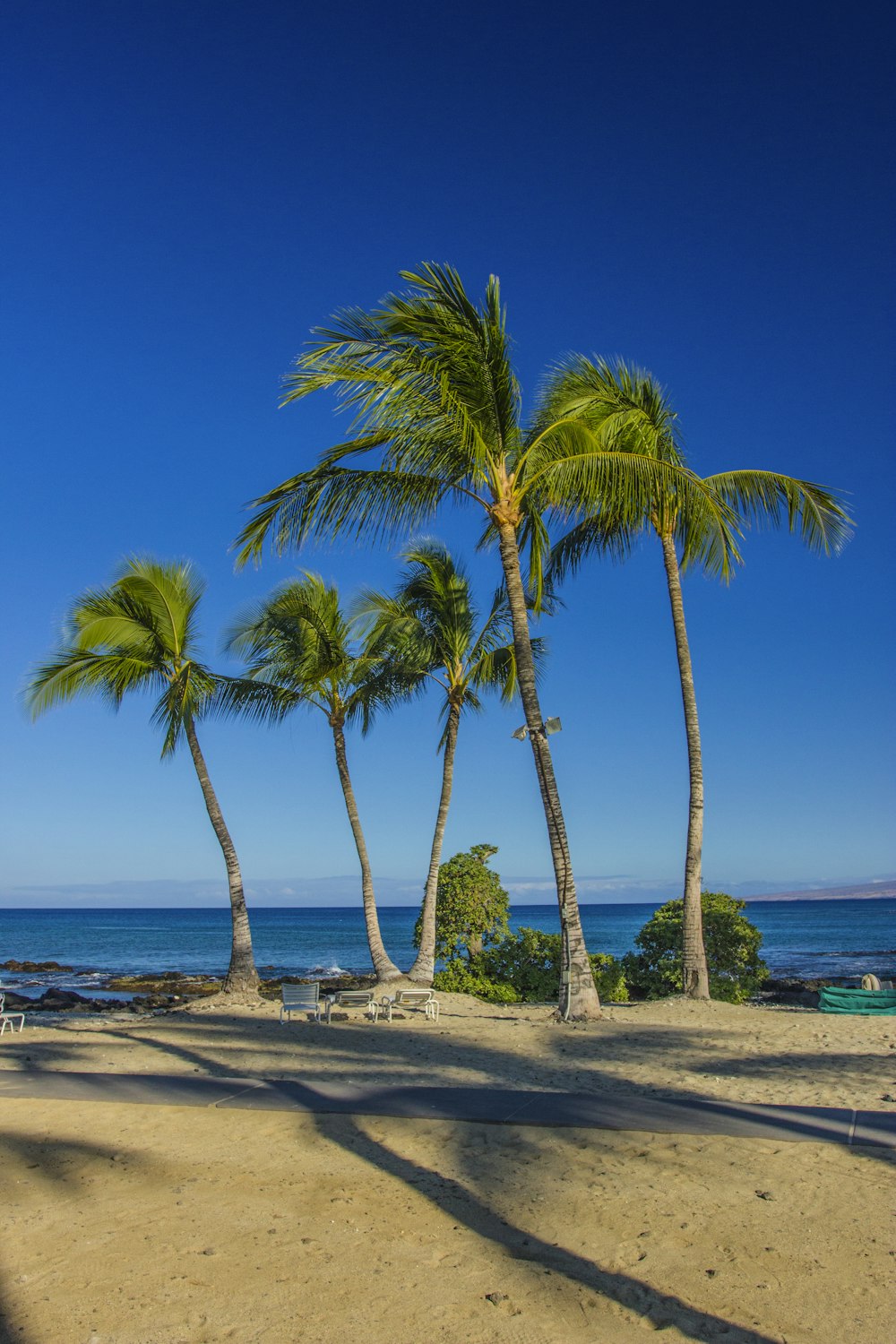 a group of palm trees on a beach