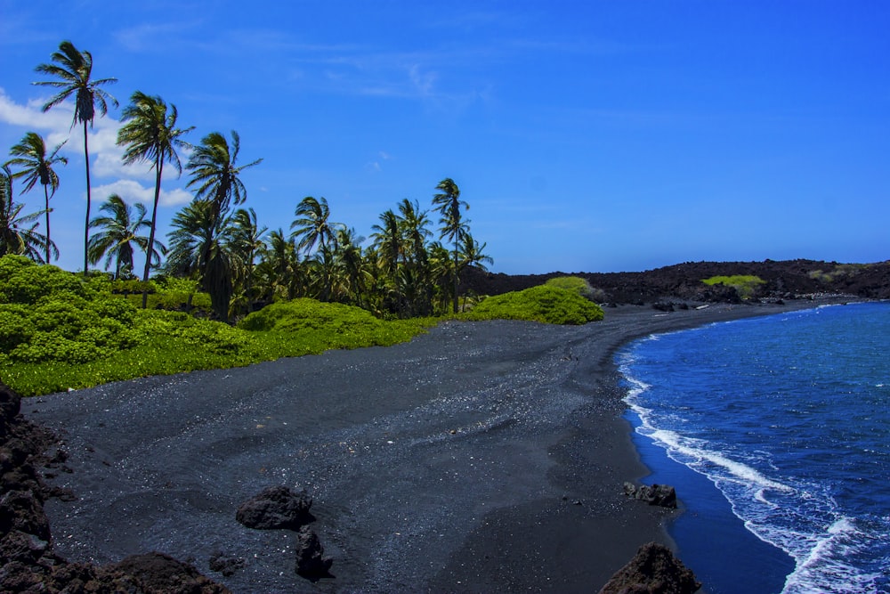 une plage avec des palmiers et un plan d’eau