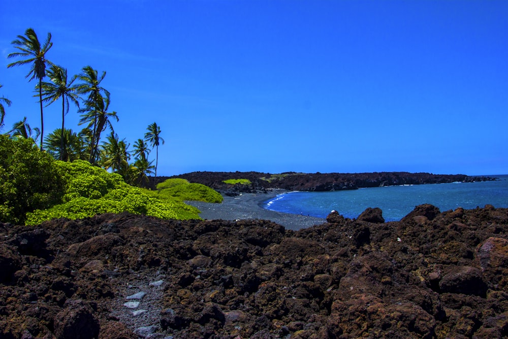 a rocky beach with trees and water