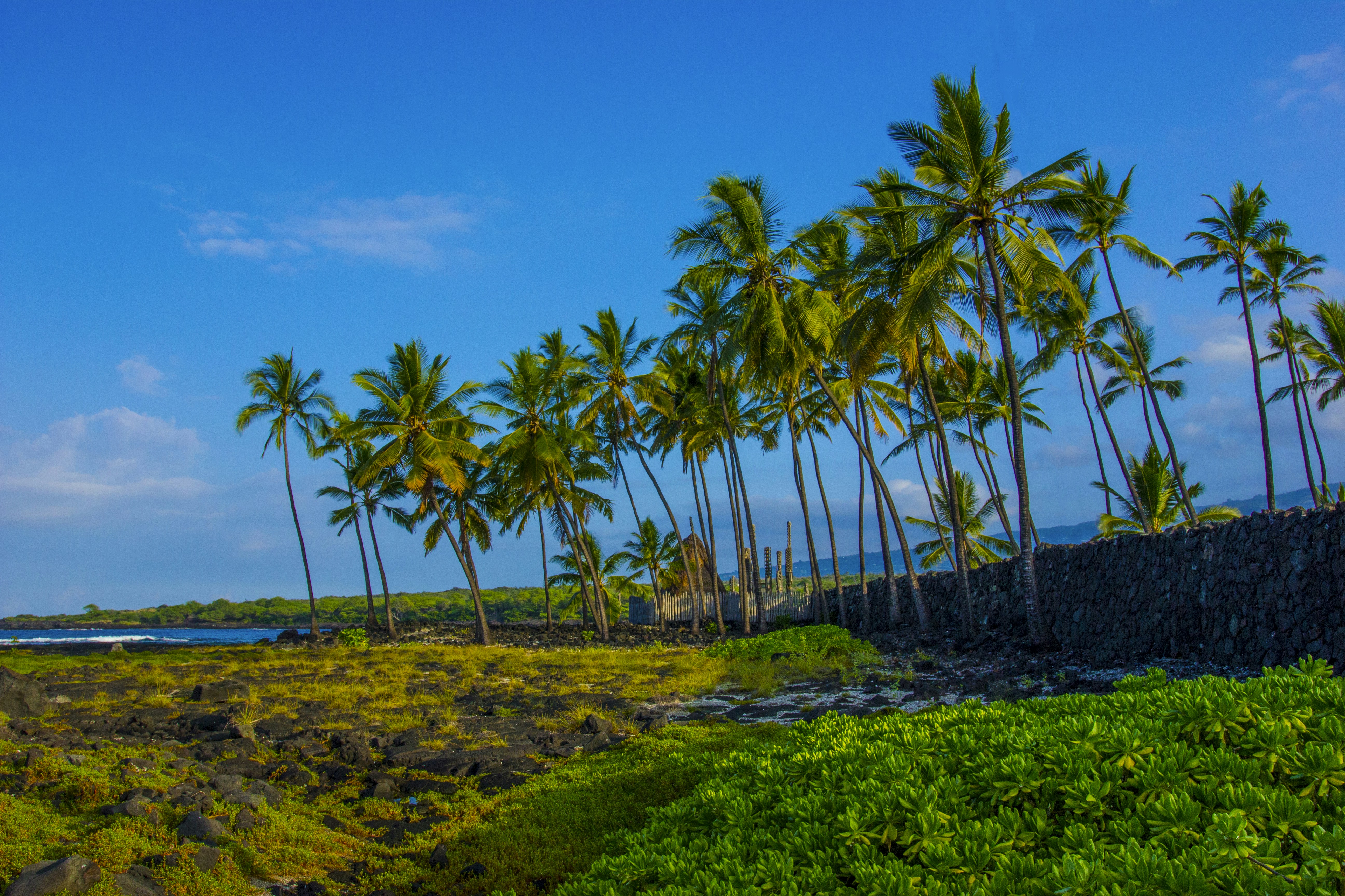 a tropical area with palm trees, 