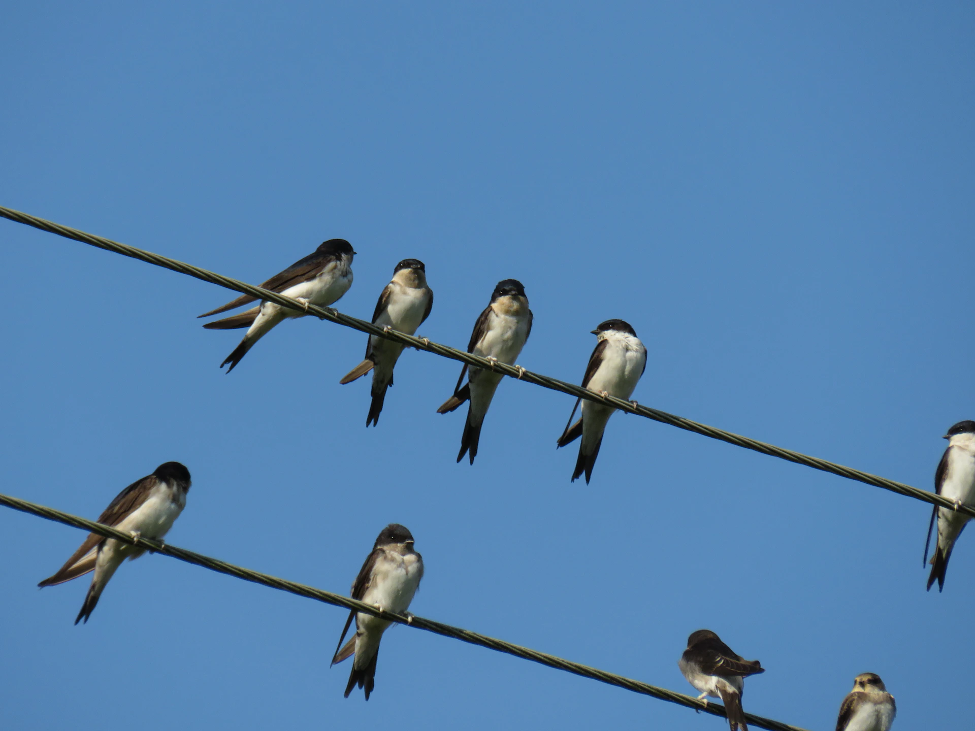 a group of birds sit on a power line