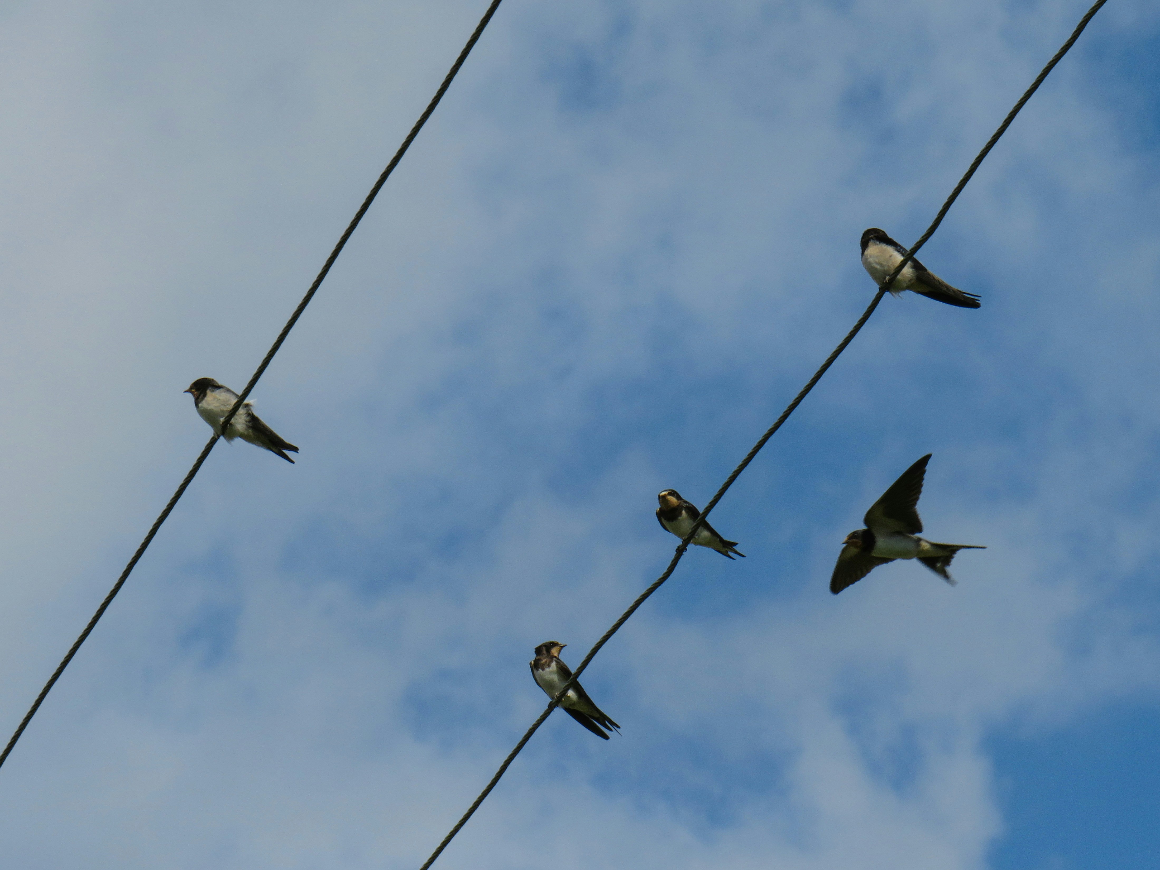 Several funny birds named as swallows are sitting on the power lineby Anastasiya Romanova