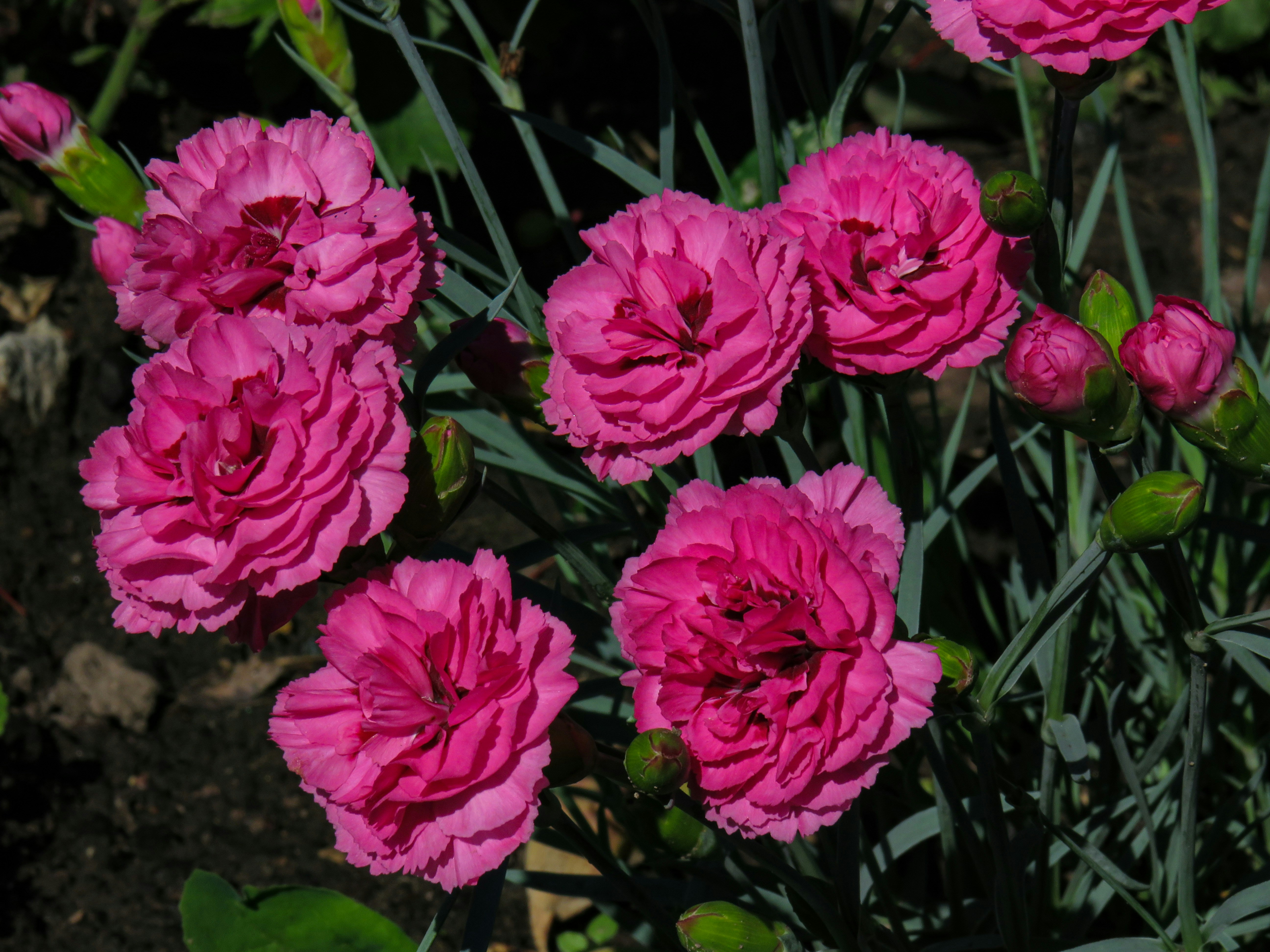 summer floral wallpaper, wallpaper, June Crafts for Adults: Creative Ideas & Projects 5