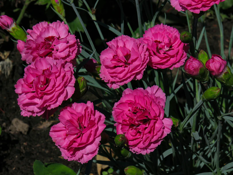 a group of pink flowers