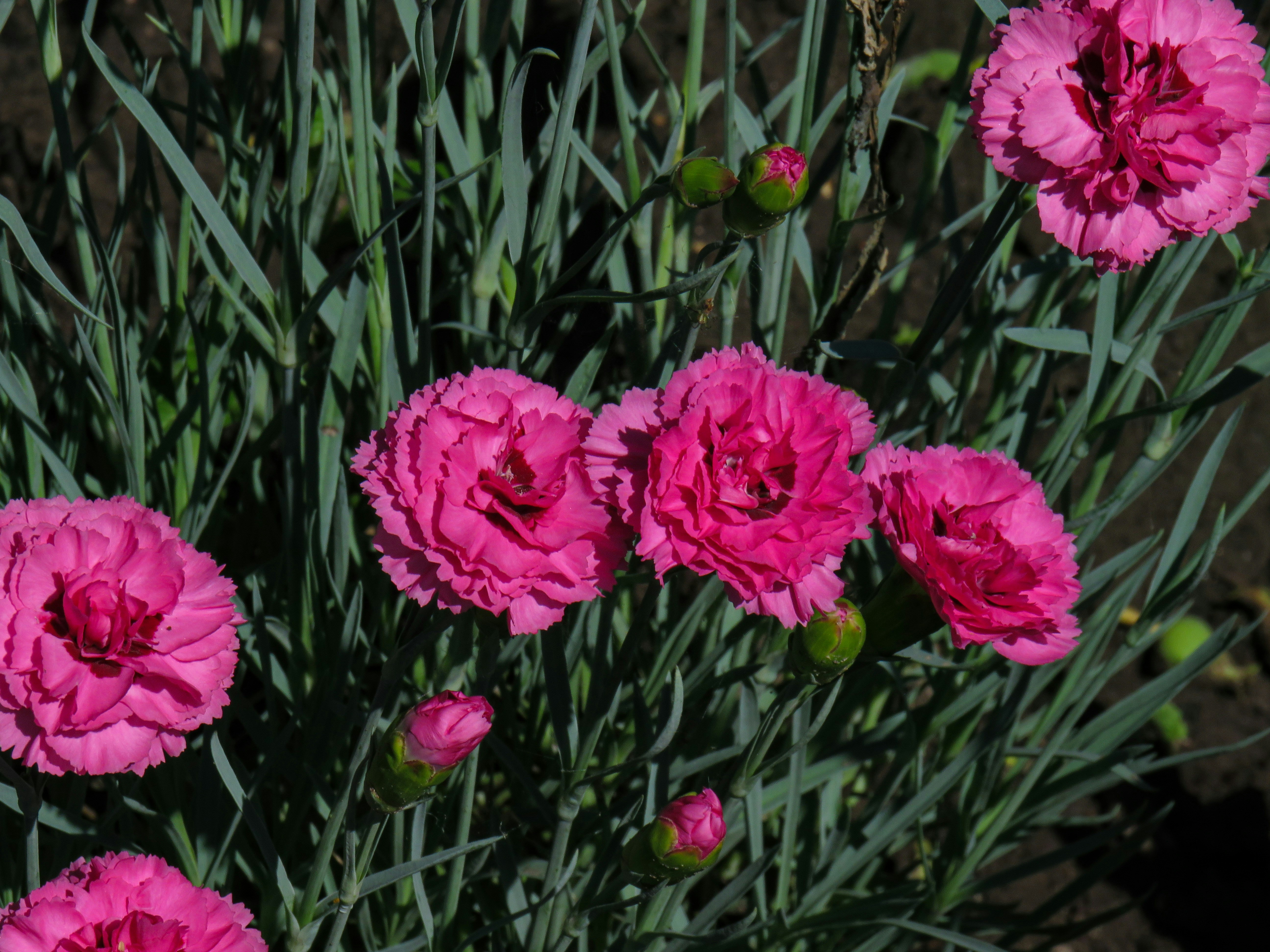 a group of pink flowers