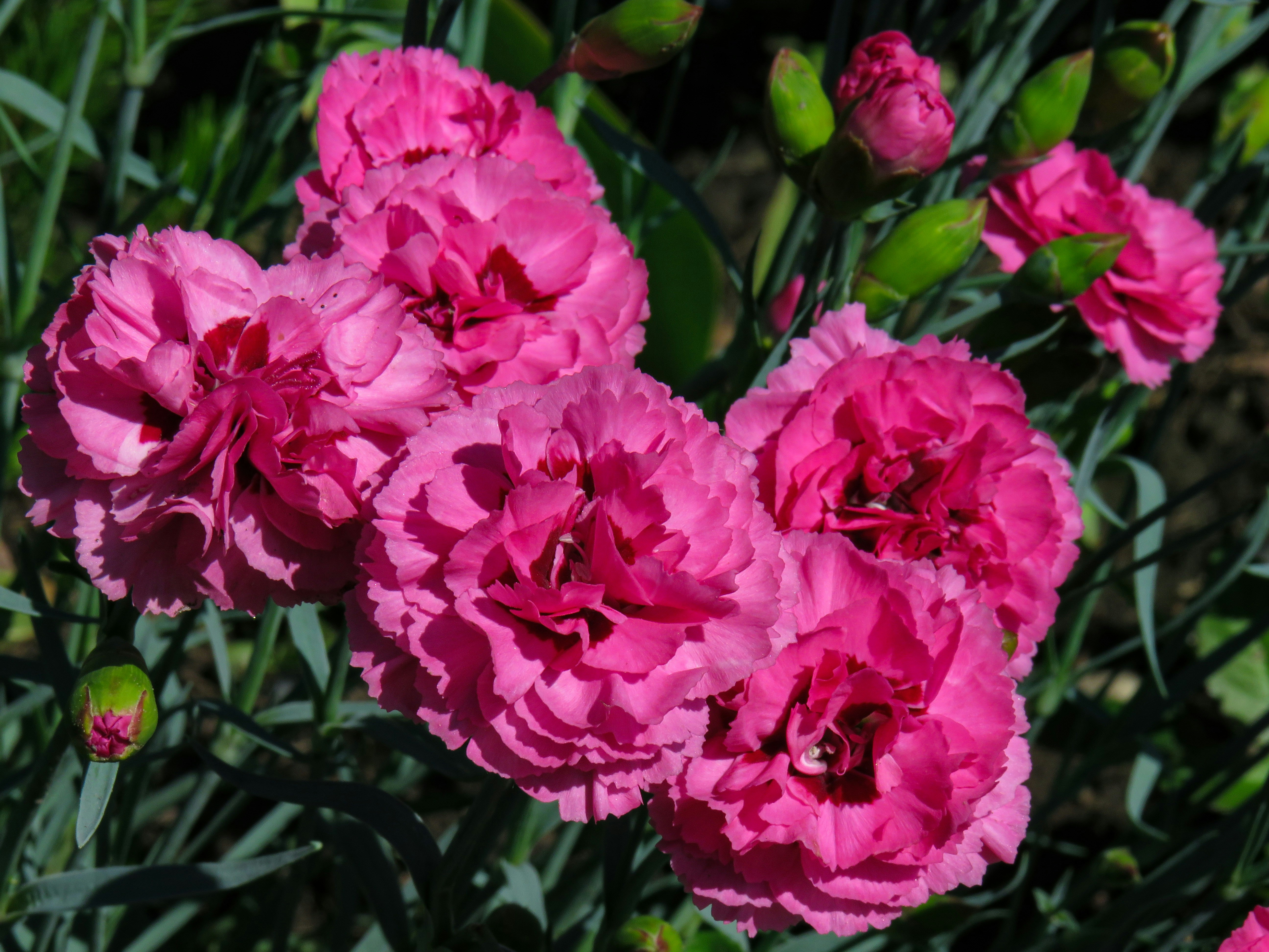a group of pink flowers
