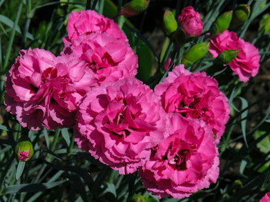 a group of pink flowers