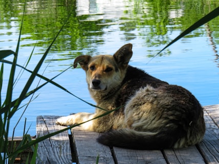 a dog lying on a dock