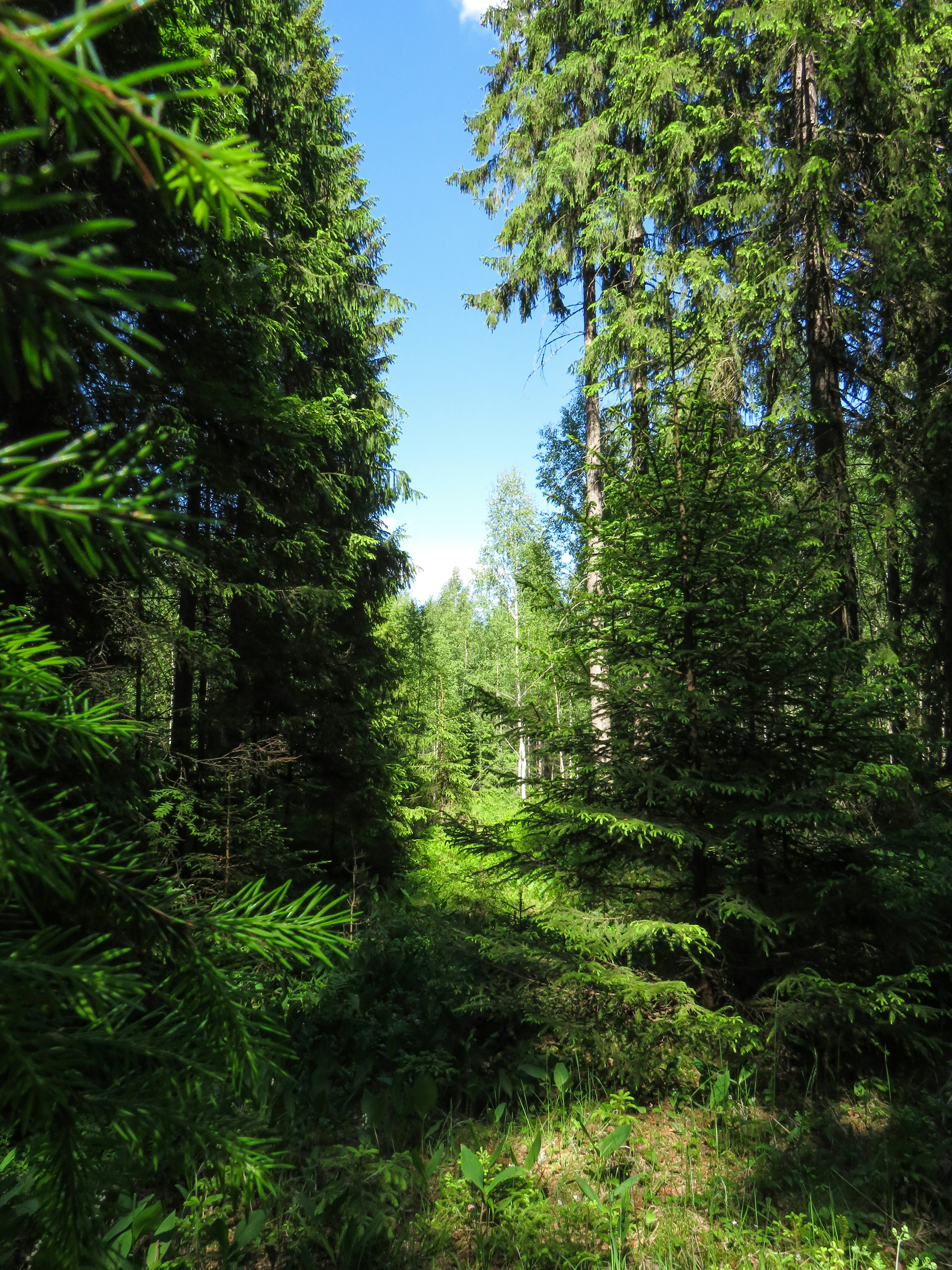 Best National Parks for Summer Camping