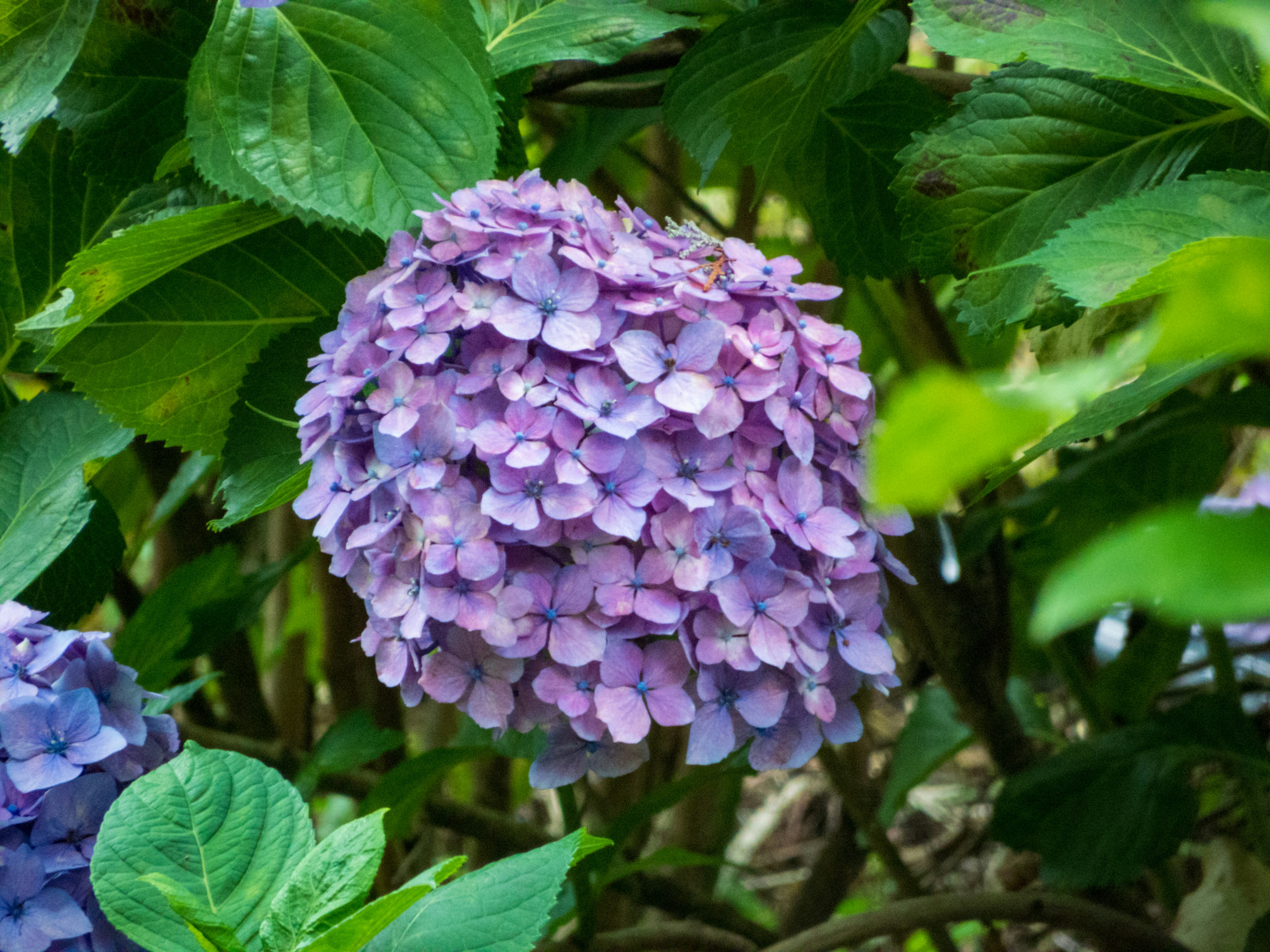 a purple flower with green leaves