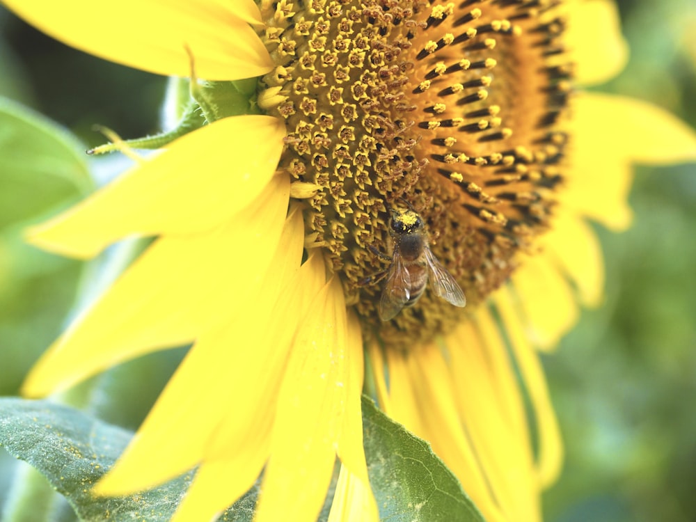 una abeja sobre una flor amarilla