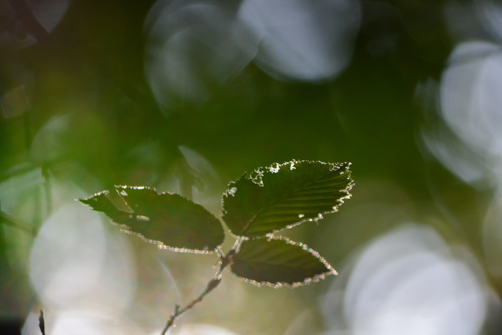 a close up of a leaf